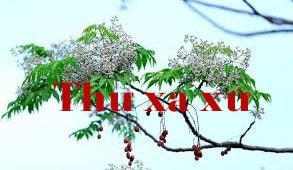 Thư người xa xứ: Trắng rừng mơ