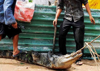 Nhỏ mà không nhỏ