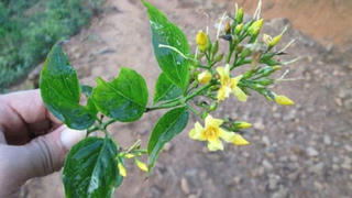 Cứu sống thiếu nữ nghi ăn lá ngón tự vẫn