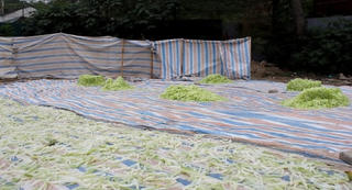 Tiêu huỷ 250kg phôi mứt vi phạm, phạt hành chính 1.500.000đ