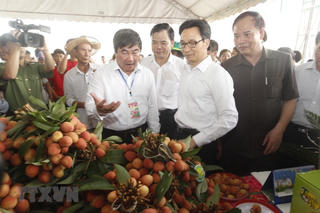 [ẢNH] Đặc sắc Lễ hội Vải thiều Thanh Hà-Hải Dương năm 2018