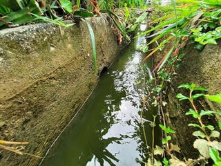 Quảng Nam: Khốn khổ vì trang trại nuôi gà gây ô nhiễm