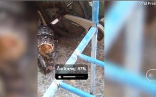 Thái Lan: Trăn 'khủng' đột nhập nhà dân bắt mèo ăn thịt