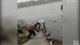 [VIDEO] Phát hiện xác 'cá nhám phơi nắng' khổng lồ trên bờ biển 
