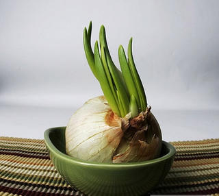 Tỏi mọc mầm chẳng khác gì 'thần dược'