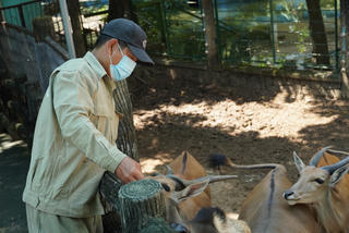 Thảo Cầm Viên Sài Gòn: Chật vật chăm sóc đàn thú trong đại dịch
