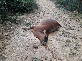 Làm rõ nguyên nhân 8 con bò chết đột ngột