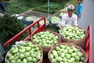 Cơ hội cho trái cây Việt