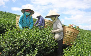 Bấp bênh xuất khẩu nông sản