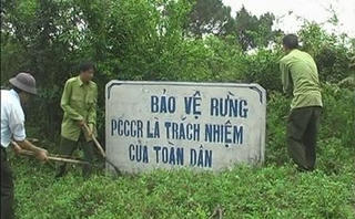 Diện tích rừng bị thiệt hại tăng hơn 300%