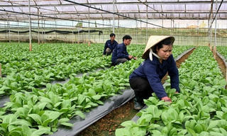 Phát triển rau, hoa ứng dụng công nghệ cao