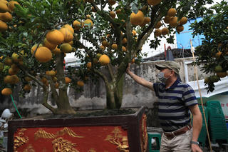 Bưởi cảnh, chanh tứ quý 'nô nức' xuống phố đón Tết sớm