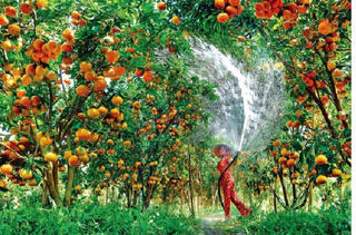 Qua miền quả ngọt