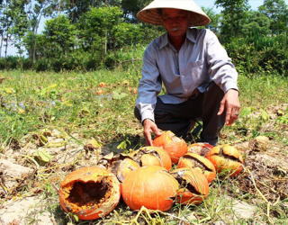 Bí đỏ chín rục mà đối tác không về thu mua