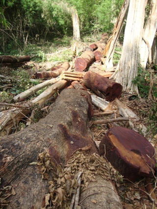 Đắk Lắk: Phát hiện hàng chục cây gỗ quý bị đốn trộm