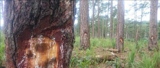 Phục dựng hiện trường vụ đầu độc rừng thông tại Lâm Đồng