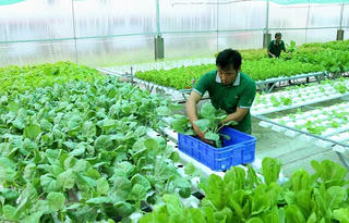 Tìm lối ra cho nông sản của hợp tác xã