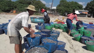 Ngư dân Quảng Ngãi liên tiếp trúng cá cơm gần bờ