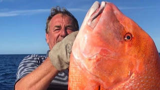 Con cá Hồng 'siêu tưởng'