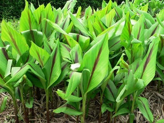 Kỹ thuật trồng  cây nghệ