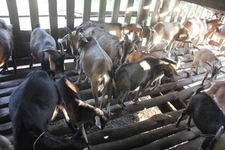 Biến nước lã, cỏ cây thành tiền