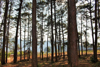 Rừng thông ở Bản Áng