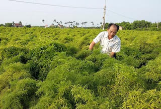 Hải Hậu - Từ điển hình văn hóa đến huyện Nông thôn mới
