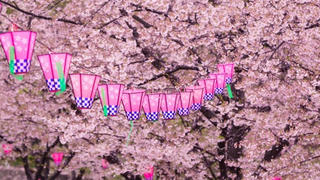 Triển lãm hoa anh đào tại phố đi bộ