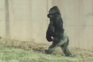 Con khỉ đột thích đi bằng hai chân như người vì sợ bẩn tay