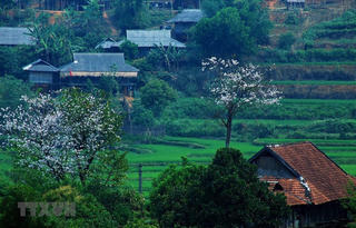 Đất trời Điện Biên ngập tràn trong sắc hoa ban tháng 3