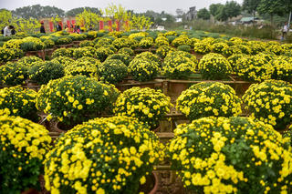 [ẢNH] Phát sốt với vườn hoa cúc mâm xôi tuyệt đẹp ngay giữa Thủ đô