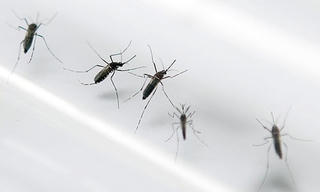 Xuất hiện ca nhiễm virus Zika đầu tiên tại Lào
