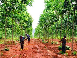 Đắk Lắk: Chuyển cao su sang cây trồng khác hiệu quả hơn