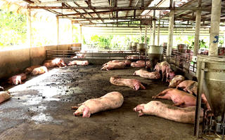 ĐBSCL xuất hiện tỉnh thứ 2 mắc dịch tả lợn châu Phi