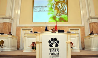 Cả thế giới hiện có gần 4.000 cá thể hổ tự nhiên