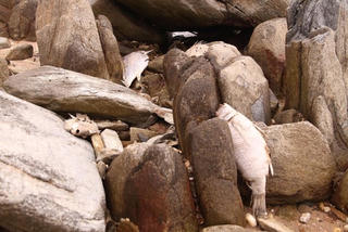 Cá chết do xả thải của nhà máy nhiệt điện trong KKT Vũng Áng?