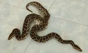 Trăn cực hiếm có 2 đầu, 2 bộ máy tiêu hóa