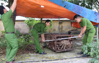 Vụ cháu bé bị chó cắn ở Hưng Yên: Giao đàn chó về cơ quan công an