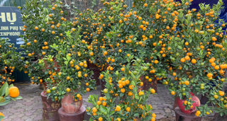 Đào Nhật Tân, quất Tứ Liên rộn ràng ‘xuống phố’ đón Tết sớm 