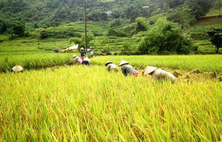Giá lúa Hè Thu ổn định ở mức cao