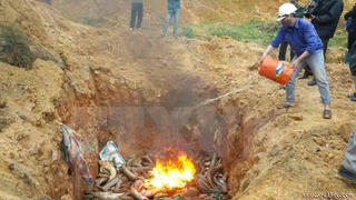 Lào Cai: Bắt giữ và tiêu hủy 640kg cá tầm nhập lậu