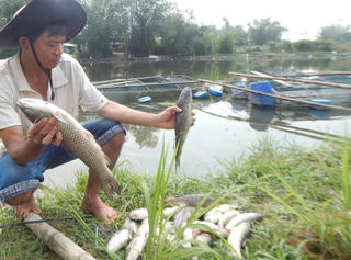 Cá nuôi trên sông Bồ chết hàng loạt