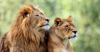 Một con sư tử cái nghi mắc Covid-19 tử vong trong vườn thú ở Ấn Độ