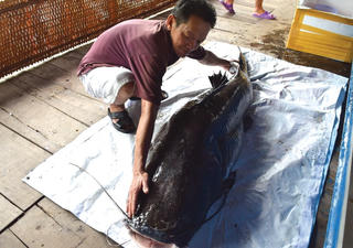Nông dân sông Tiền bắt được con cá lăng nặng hơn 100kg