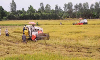 Nông sản đồng bằng sông Cửu Long: Tìm đầu ra bền vững