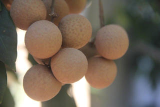 Nhãn muộn Hà Nội xuất đi Mỹ và châu Âu