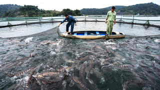 Cá tầm Trung Quốc ‘đội lốt’ cá tầm Việt tràn ngập thị trường