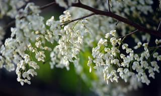 Thư gửi người xa xứ: Dịu dàng tháng 3