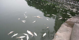 Cá nuôi chết hàng loạt ở Kiên Giang