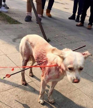 Chú chó sống sót thần kỳ dù bị 2 mũi tên đâm xuyên người